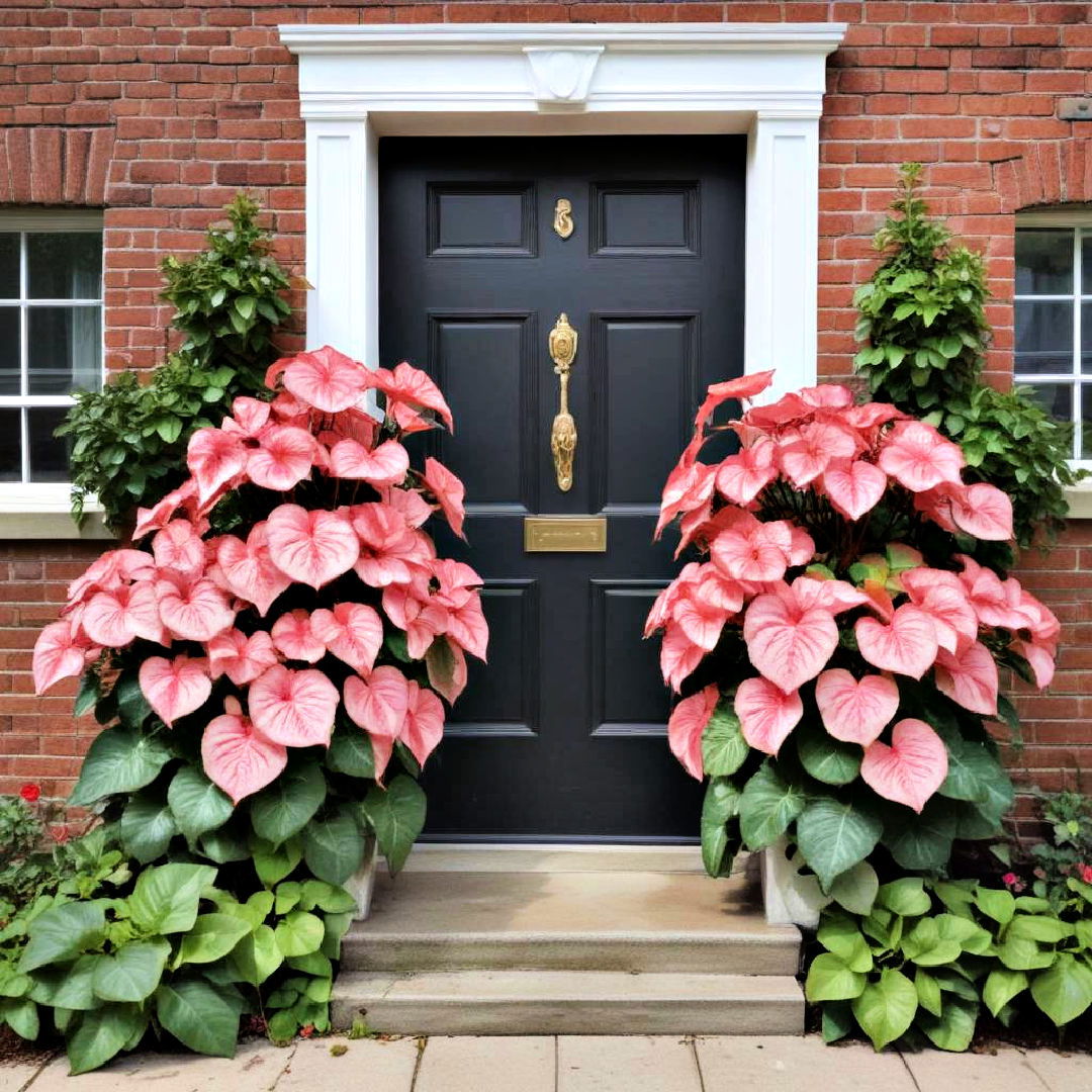 caladiums