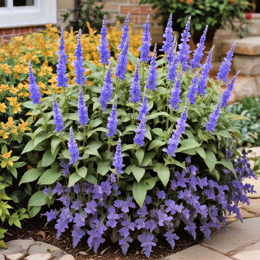 cool blue salvia