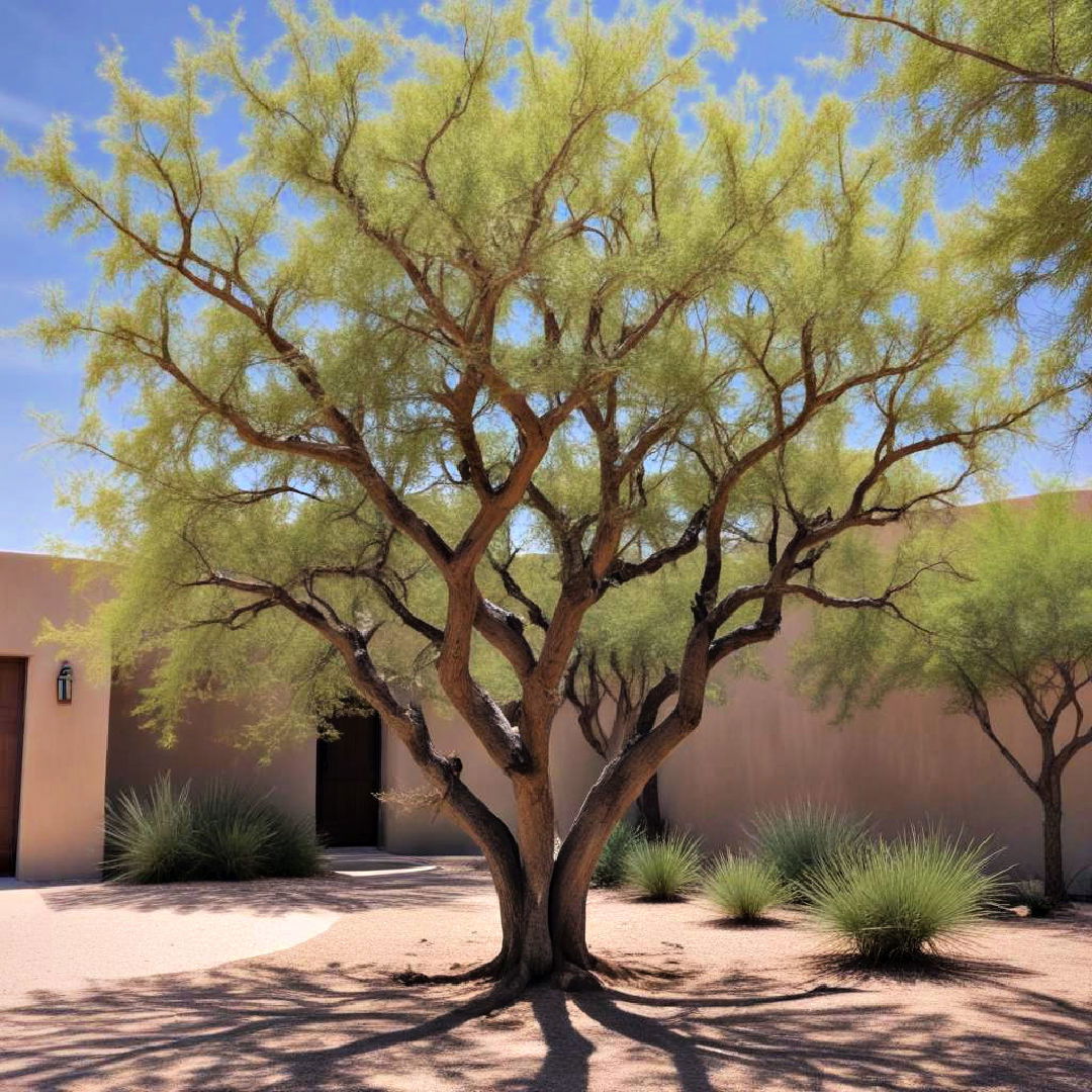 desert trees for shade