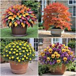 fall planter ideas