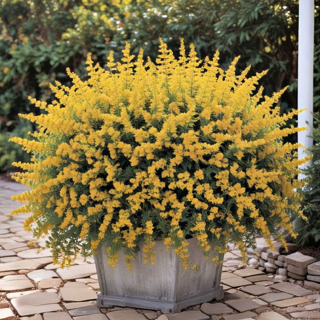 glorious goldenrod