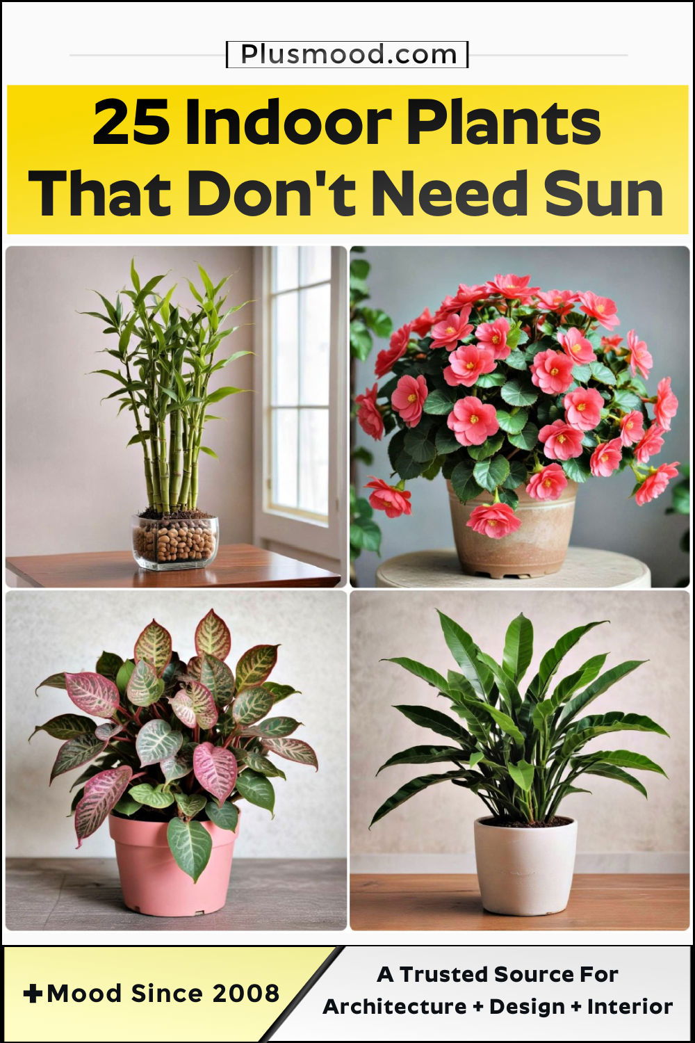 indoor plants that don t need sun ideas and inspiration