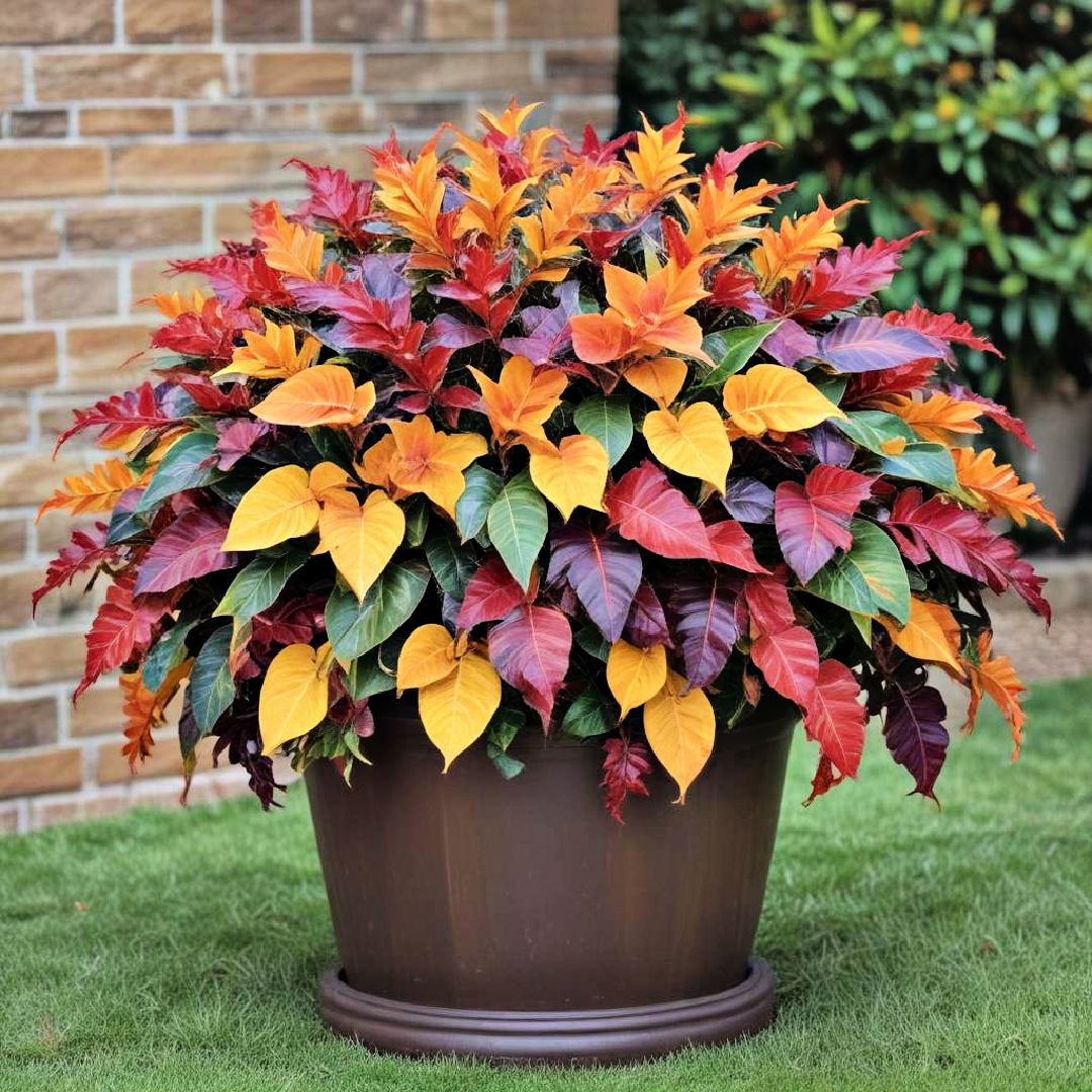 lively crotons