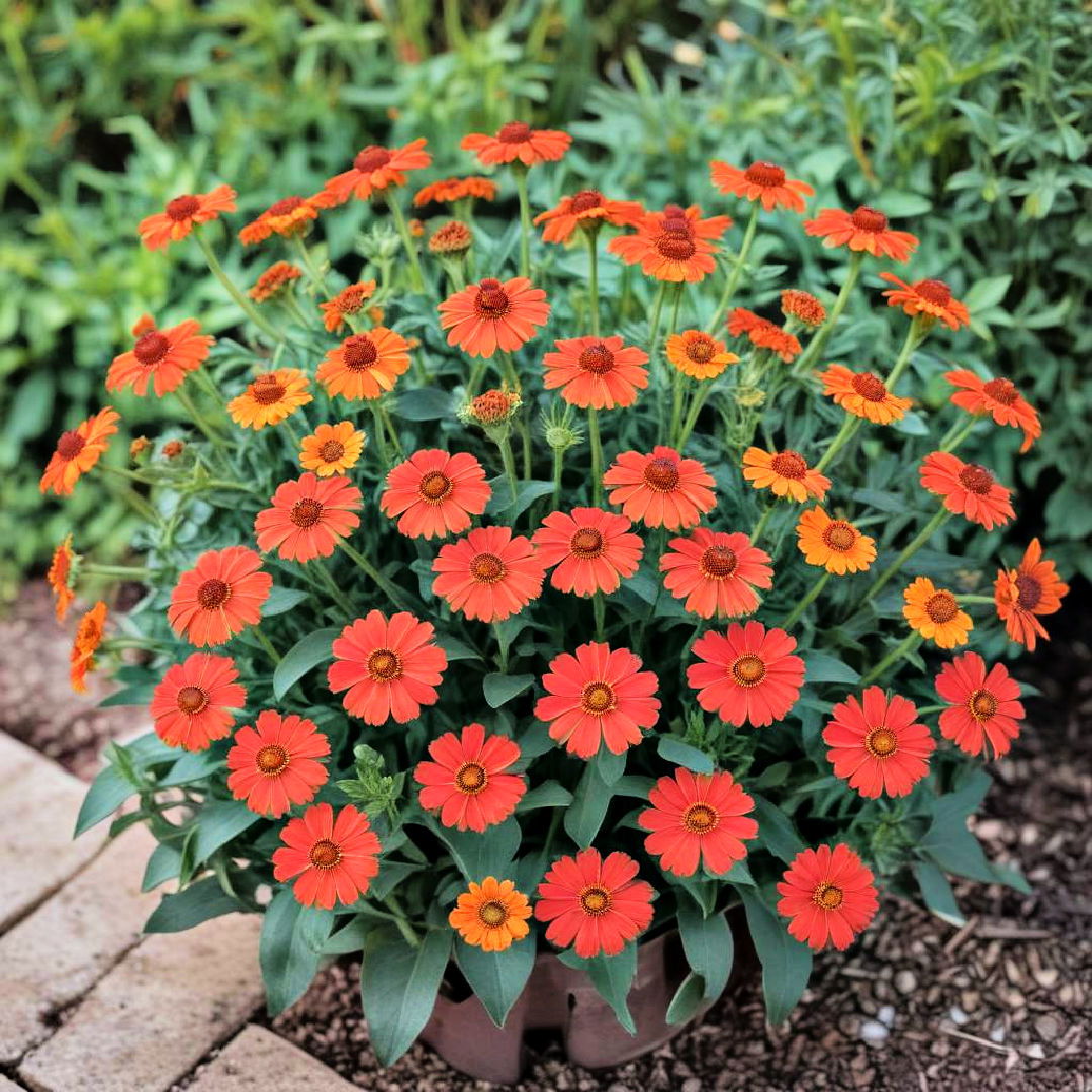 striking helenium