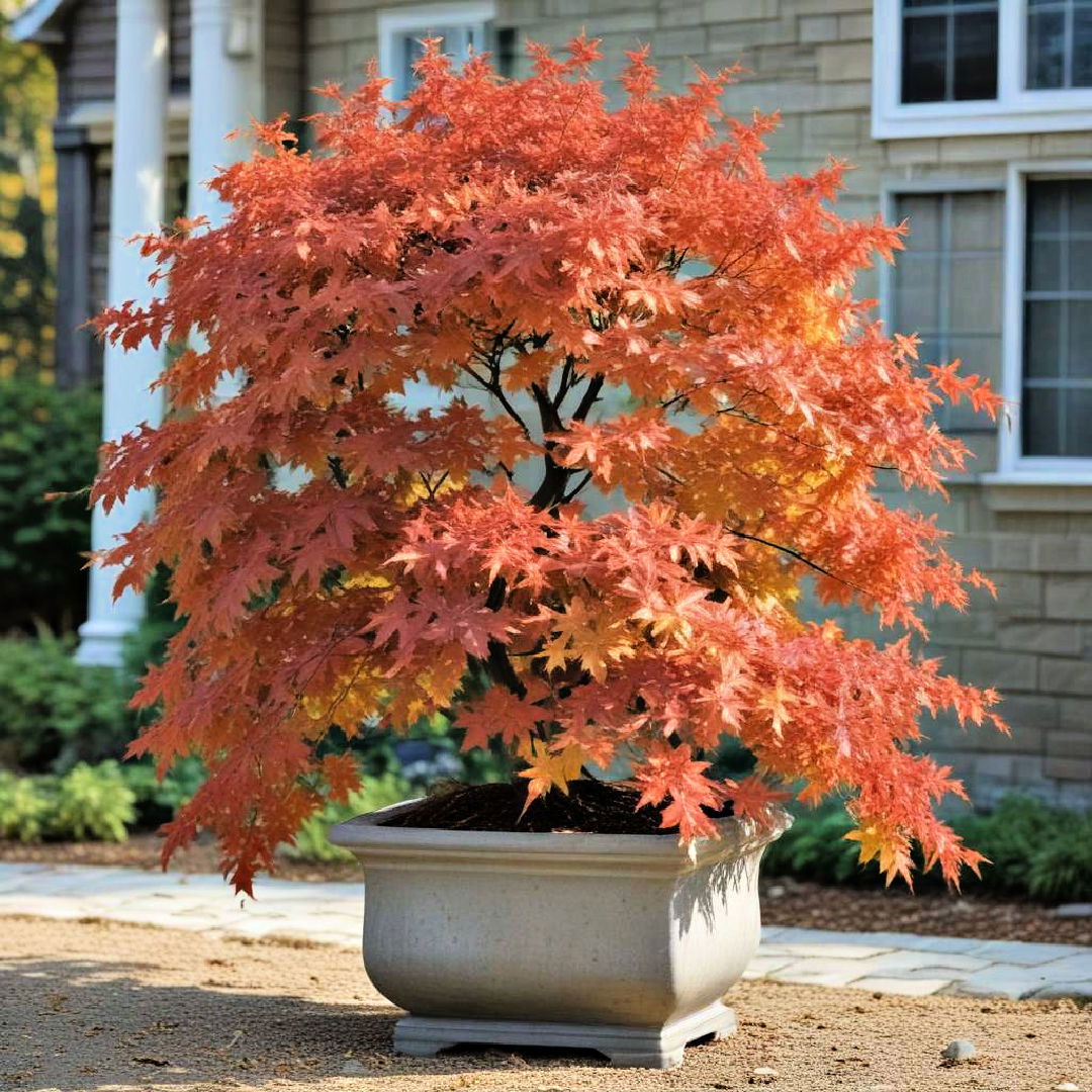 unique japanese maples