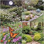 wildflower garden ideas