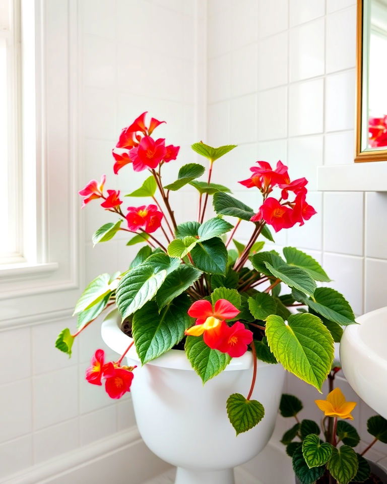 begonia