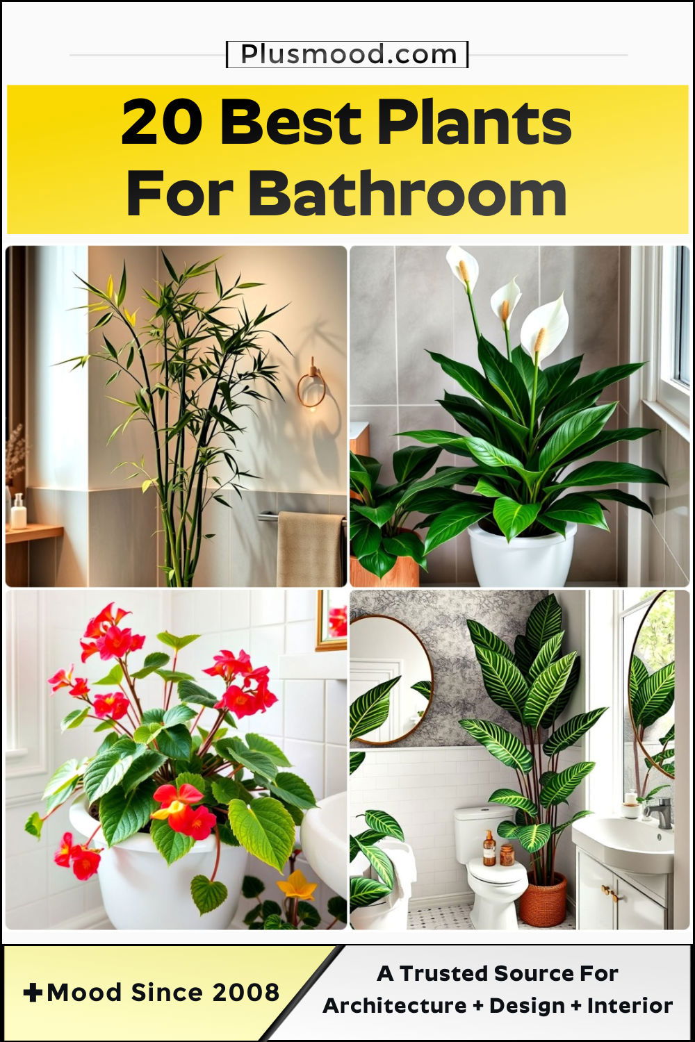 best plants for bathroom and inspiration