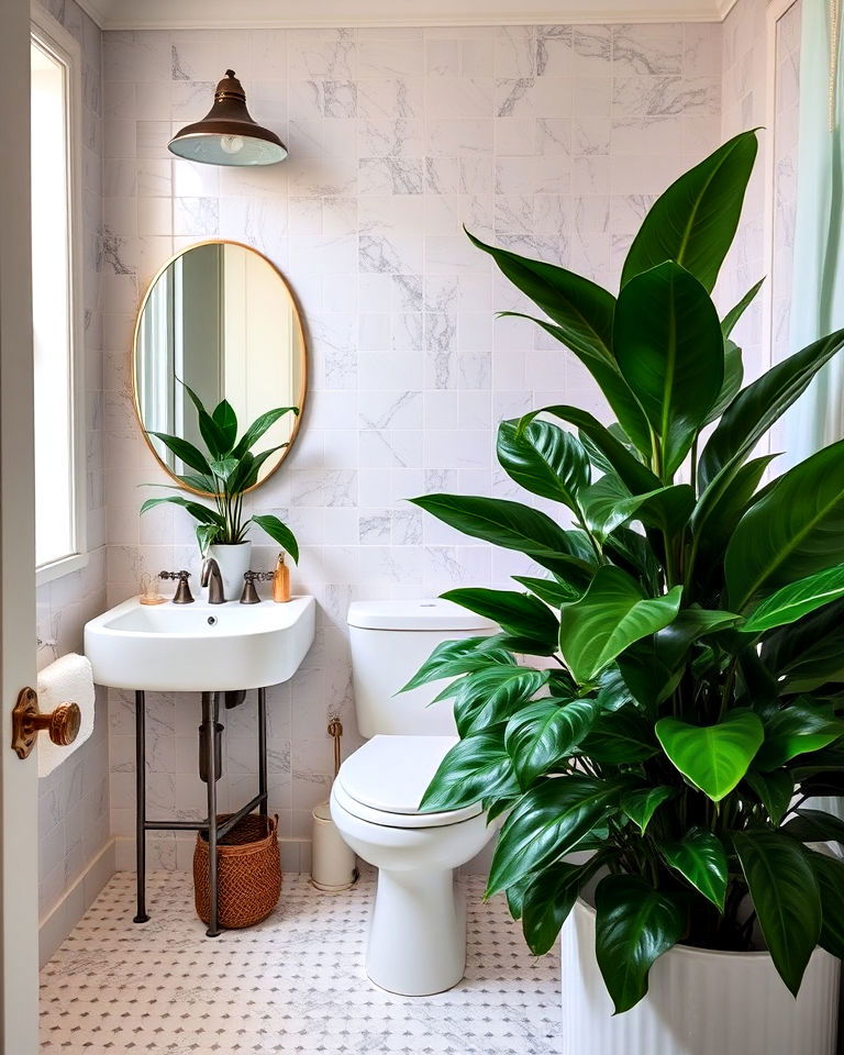 zz plant