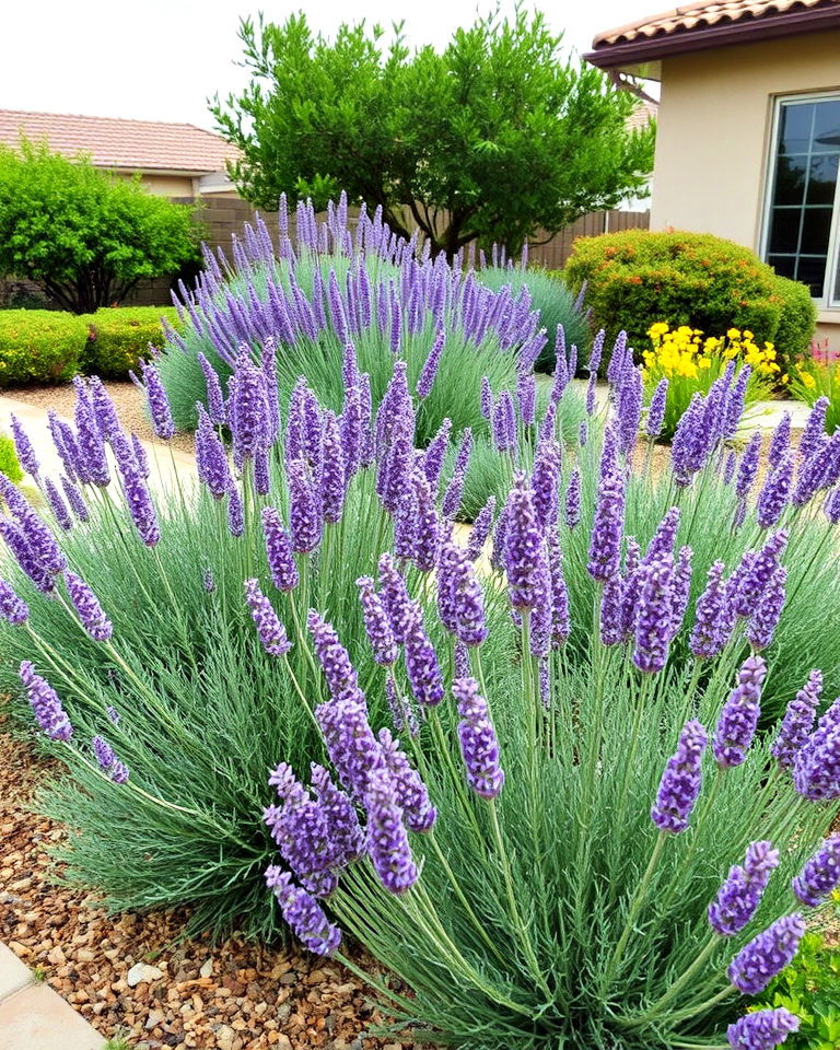 drought resistant shrubs