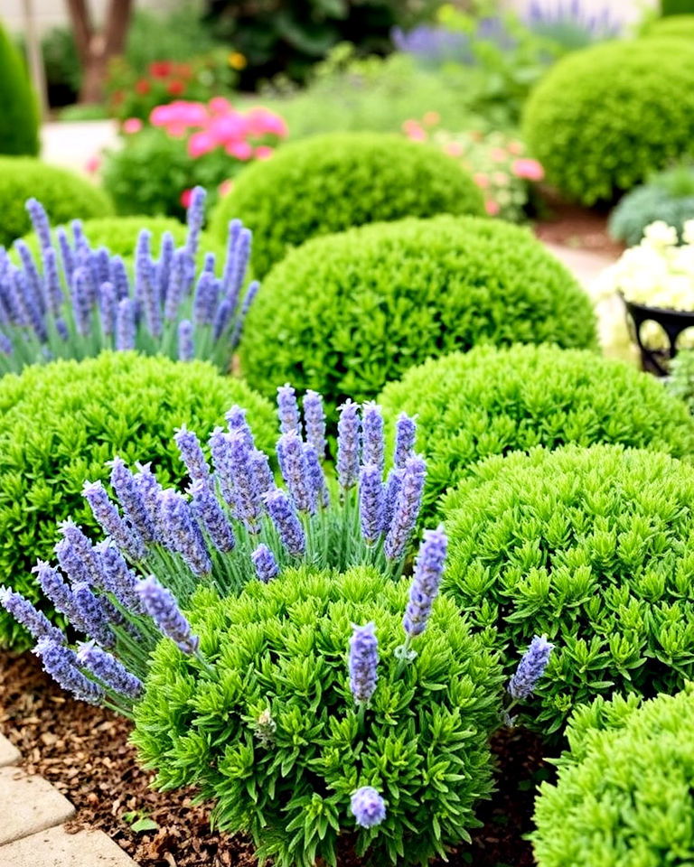 low growing shrubs