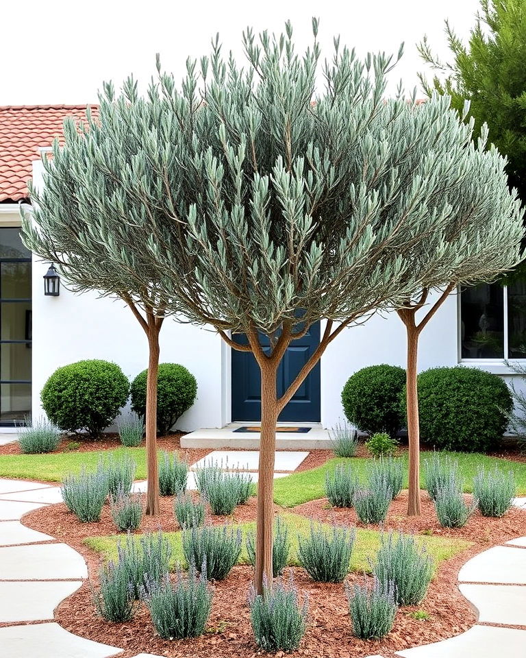 ornamental olive trees