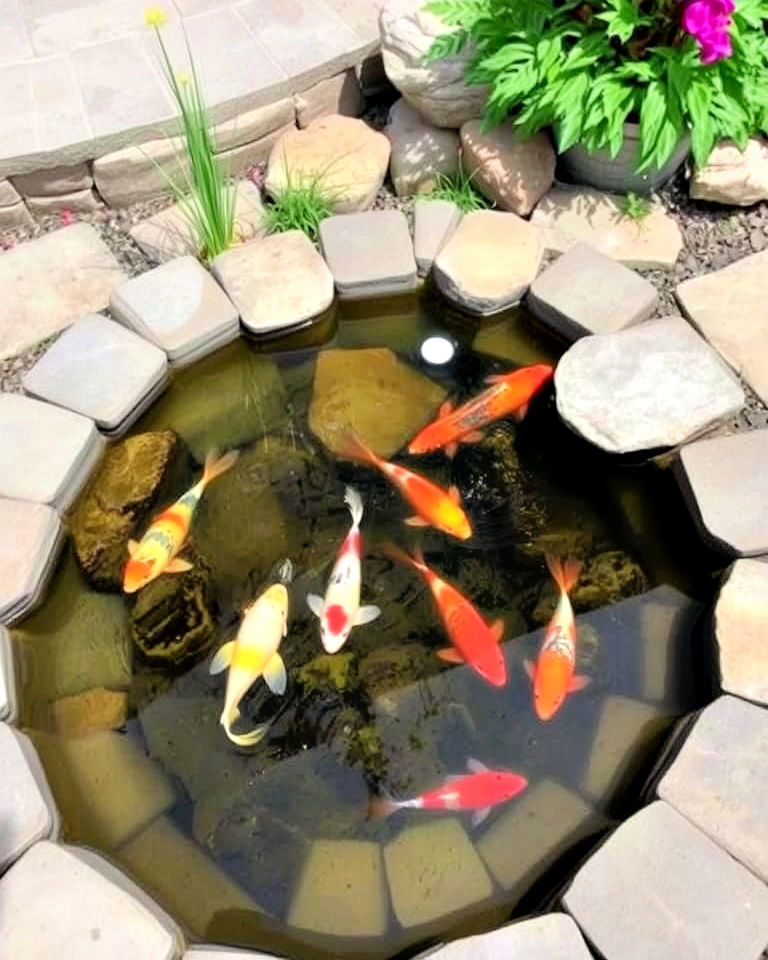 patio pond with koi fish