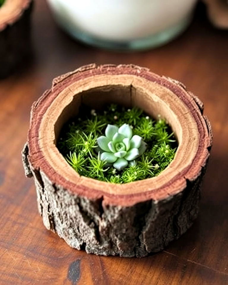 rustic log terrarium for tabletop