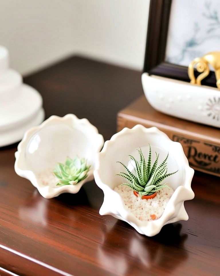 shell terrarium for air plants