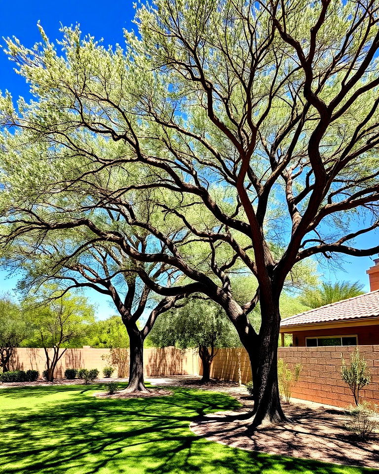 above your yard native trees like palo verde or mesquite - 25 Arizona Front Yard Landscaping Ideas