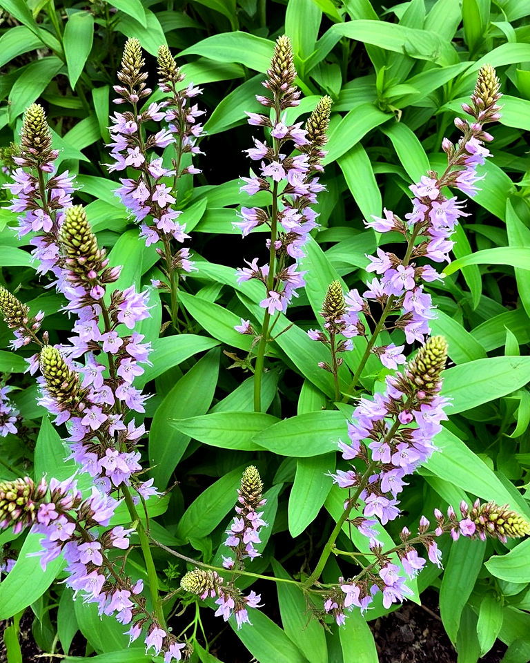 andrographis for snake repellent plants - 20 Snake Repellent Plants