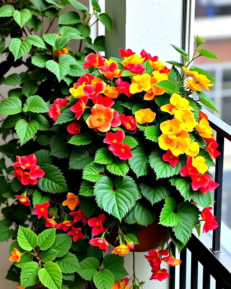 begonias are perfect for shaded balconies - 20 Best Balcony Plants