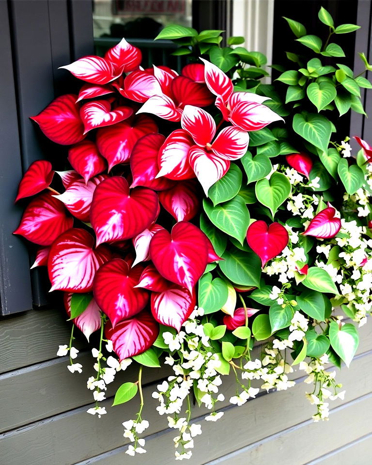 caladiums and bacopa for shaded window box caladiums and bacopa for shaded window box - 25 Combinations of Window Box Flowers for Shade