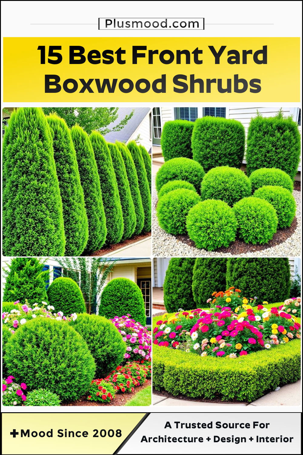 cool front yard boxwood shrubs