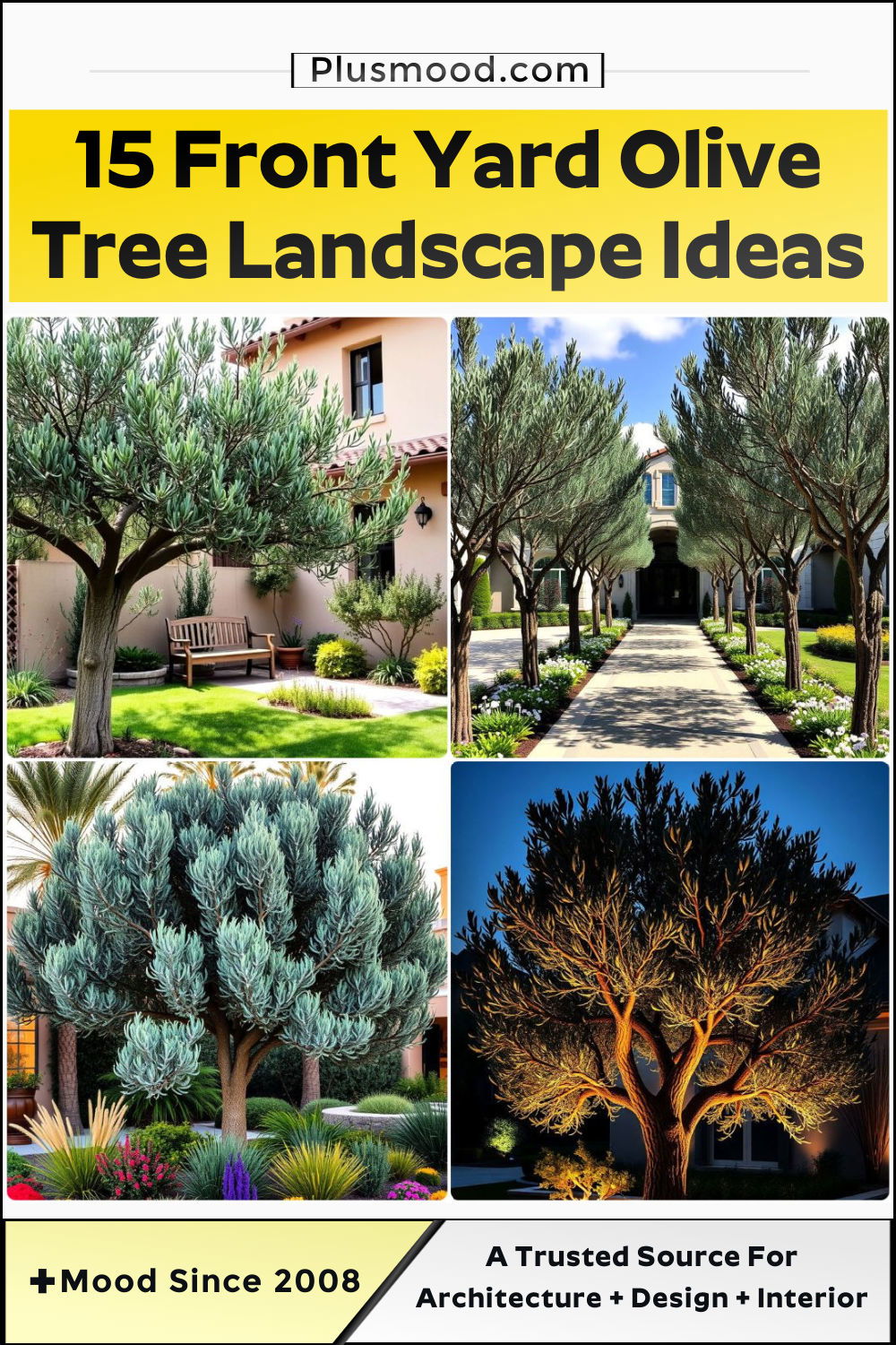 front yard olive tree landscape ideas to copy