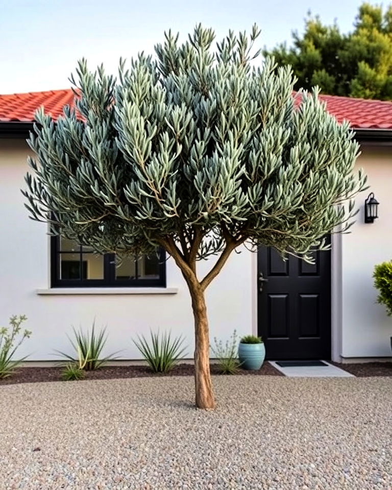 front yard single olive tree - 15 Front Yard Olive Tree Landscape Ideas