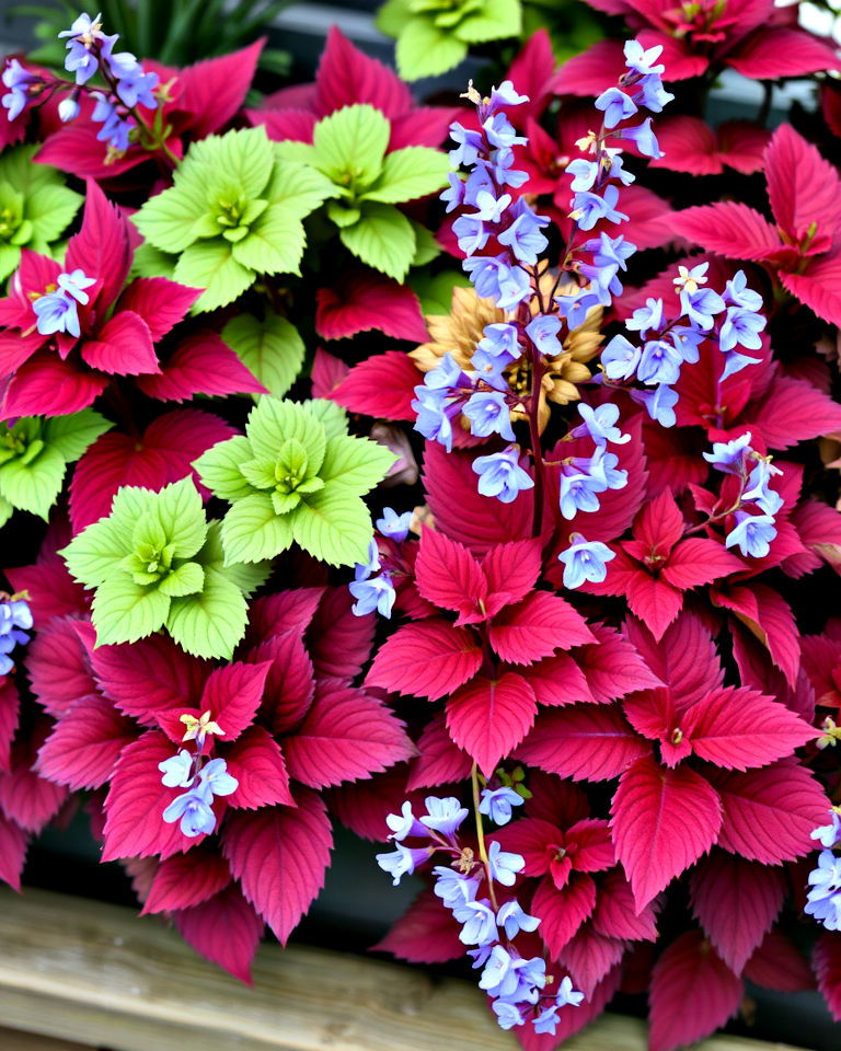 heucheras and lobelia for shaded window boxes heucheras and lobelia for shaded window boxes - 25 Combinations of Window Box Flowers for Shade