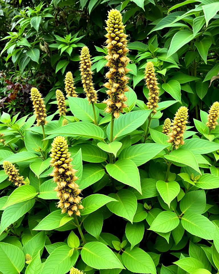 indian snakeroot used for medicinal purposes - 20 Snake Repellent Plants