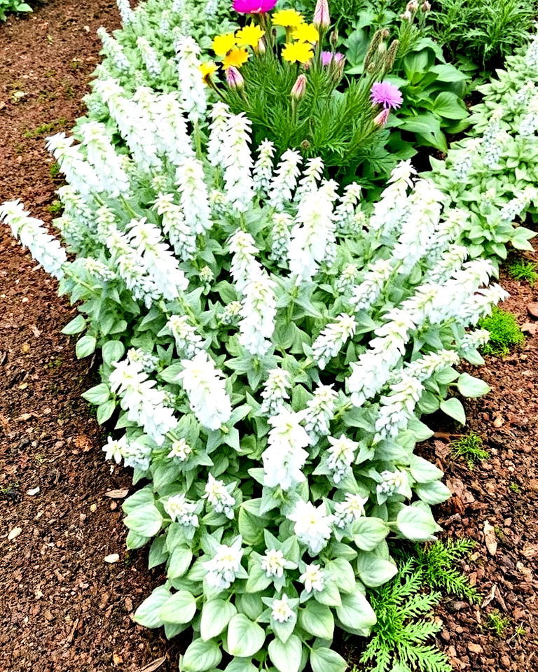 lambs ear for edging raised beds - 15 Lambs Ear Border Ideas