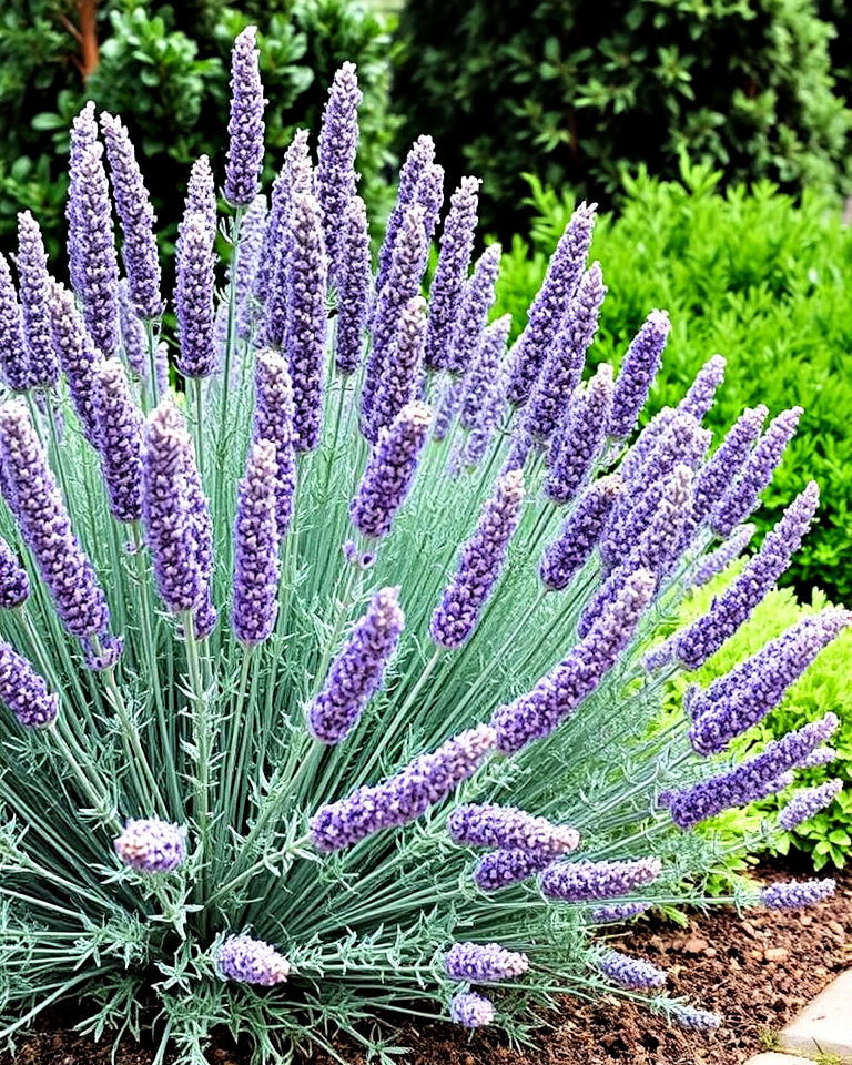lavender and evergreen combination landscaping - 25 Lavender Landscaping Ideas