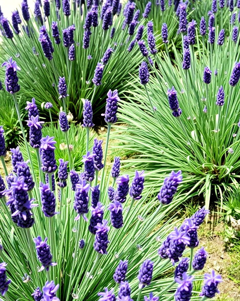 lavender lawn substitute landscaping - 25 Lavender Landscaping Ideas