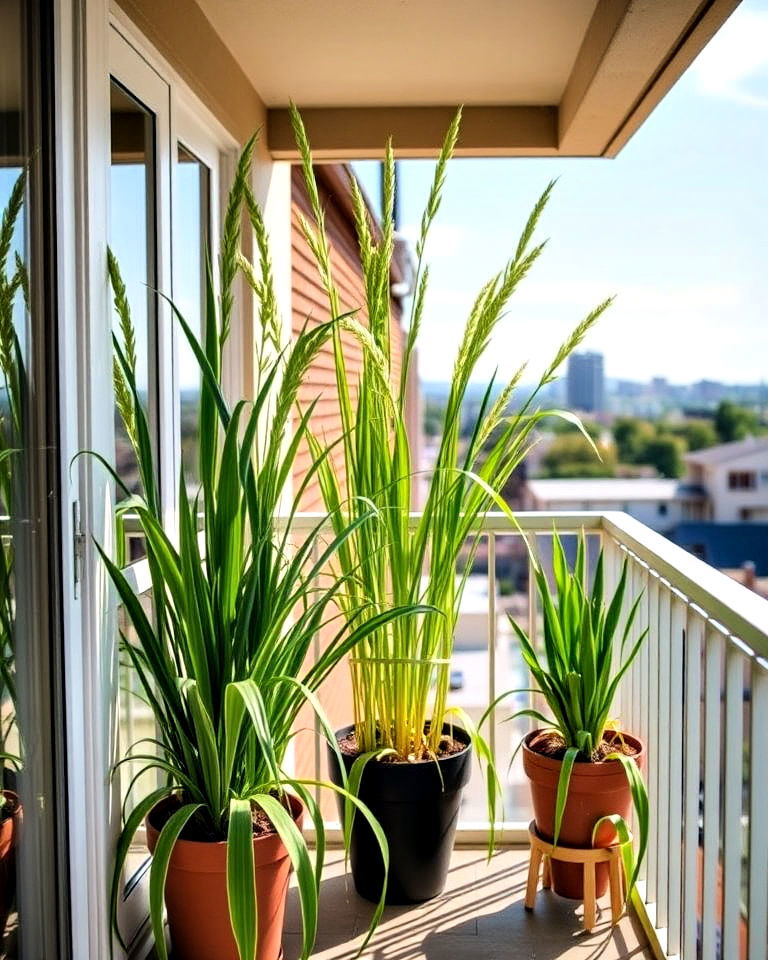 lemongrass adds a refreshing citrus scent and a touch of elegance - 20 Best Balcony Plants