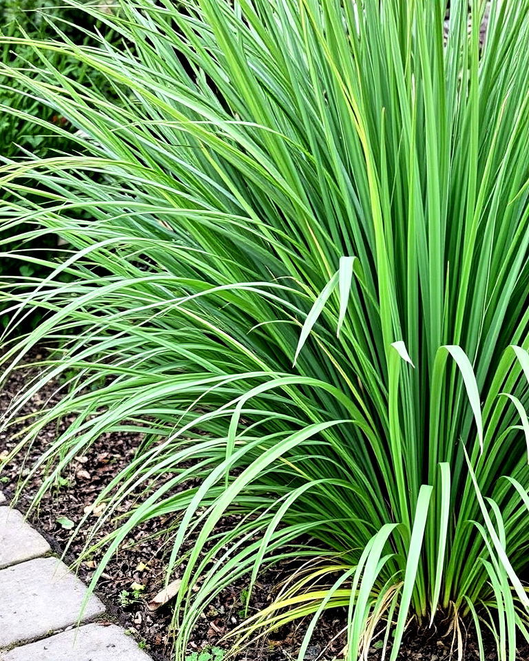 lemongrass to repel insects - 20 Snake Repellent Plants