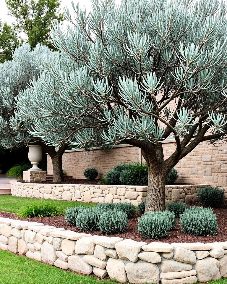 olive trees with natural stone walls - 15 Front Yard Olive Tree Landscape Ideas
