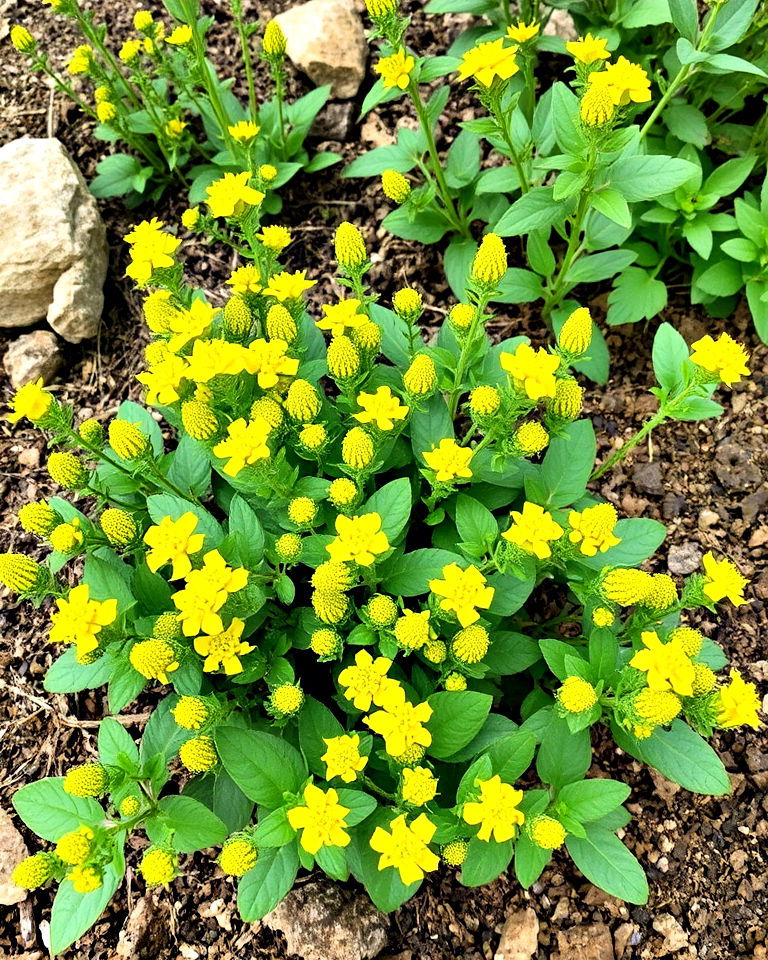 rues strong aroma and bitter taste - 20 Snake Repellent Plants