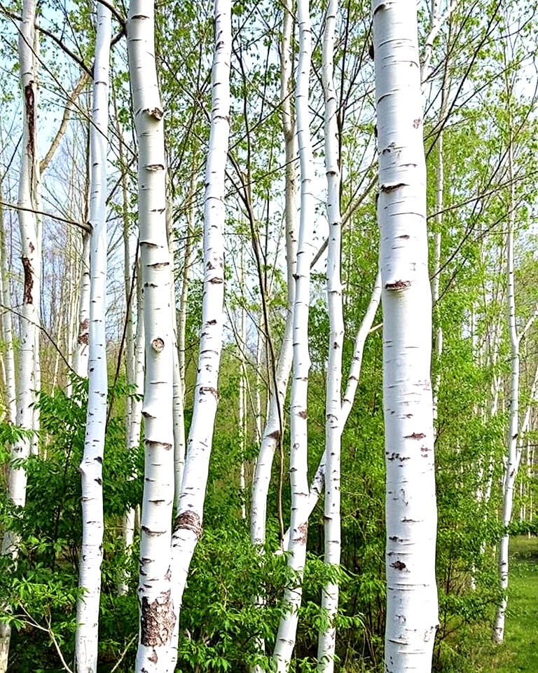 silver birch by their bright white bark - 15 Trees With White Bark