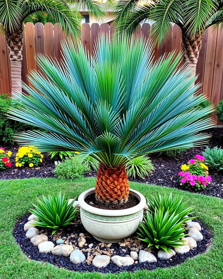single sago palm as a centerpiece - 15 Landscaping With Sago Palms