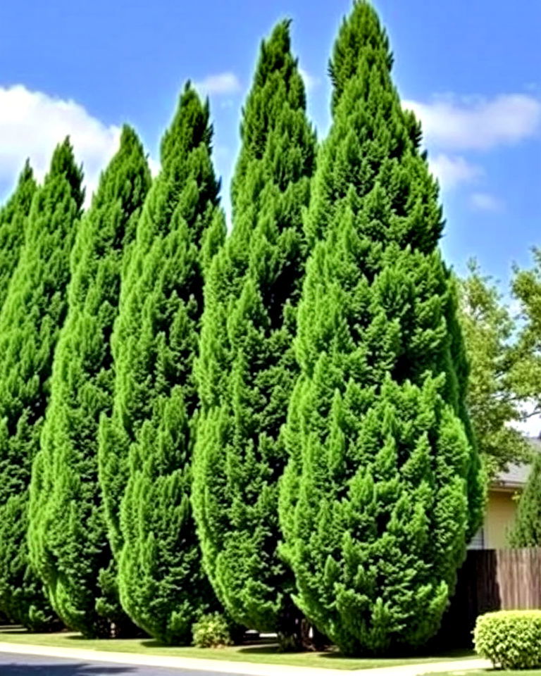 tall trees for vertical privacy - 25 Front Yard Privacy Landscaping Ideas
