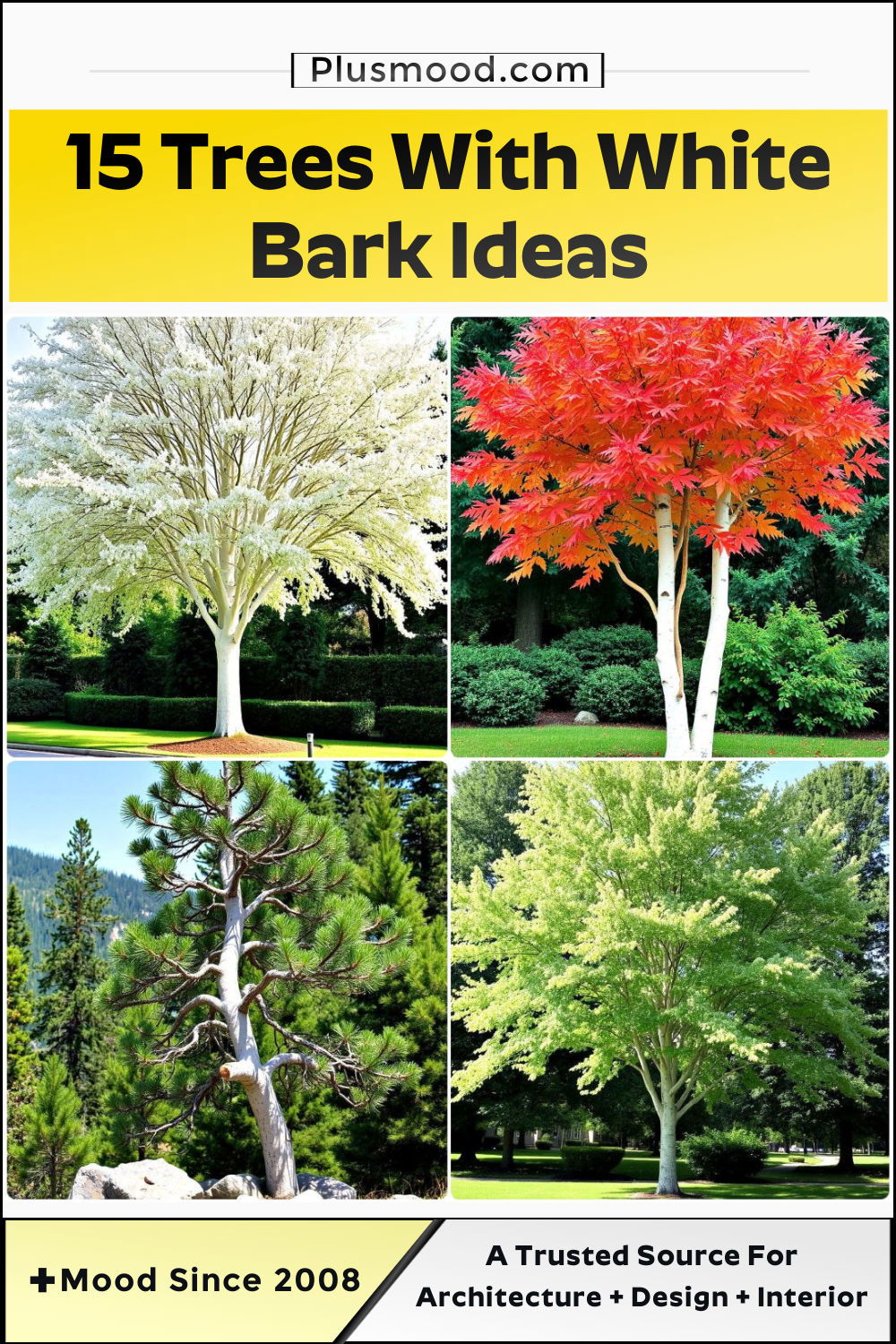 trees with white bark