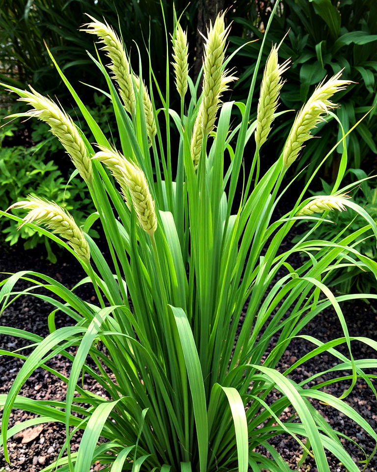 west indian lemongrass is particularly effective at repelling snakes - 20 Snake Repellent Plants