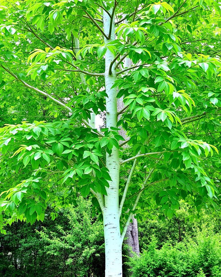 white poplar is a standout tree - 15 Trees With White Bark