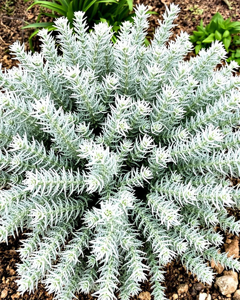 wormwood is a dual purpose plant - 20 Snake Repellent Plants