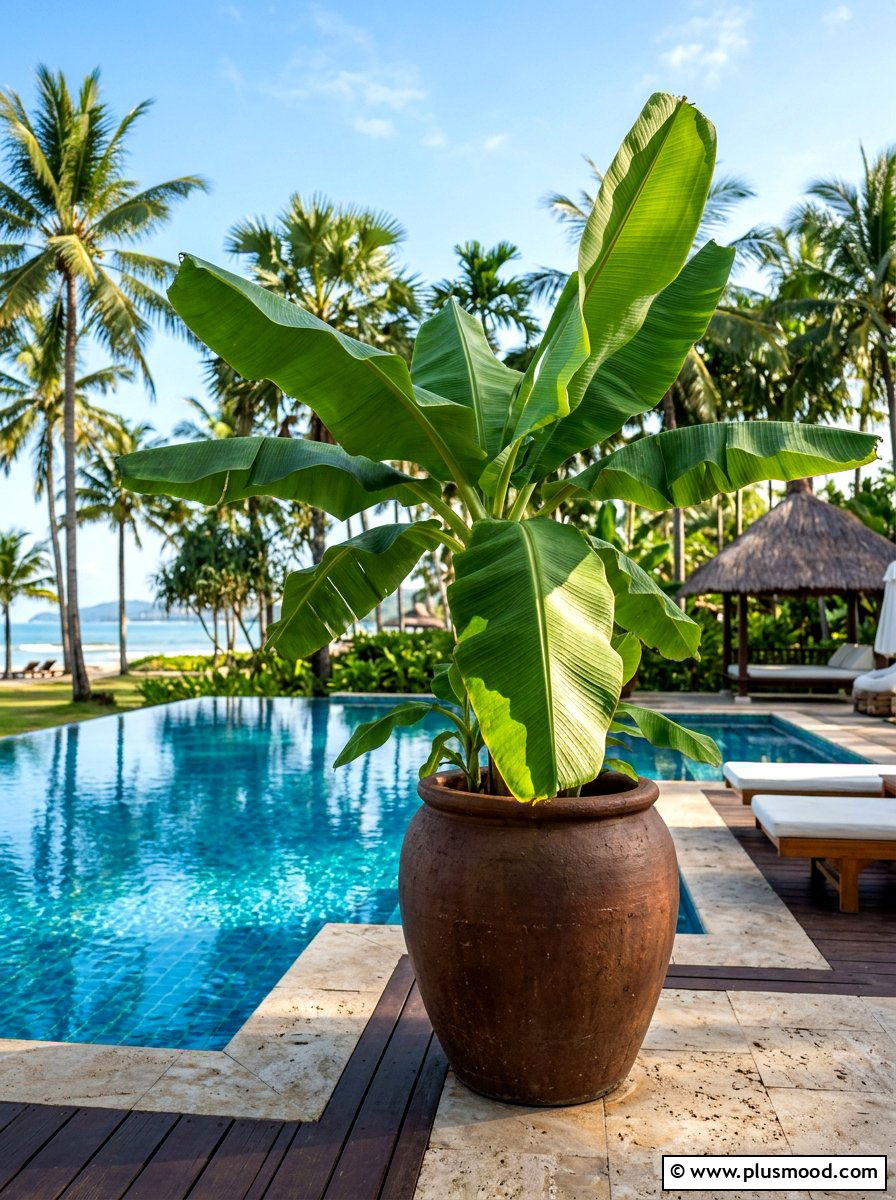 Banana leaf exotic planter - 25 summer poolside planter ideas