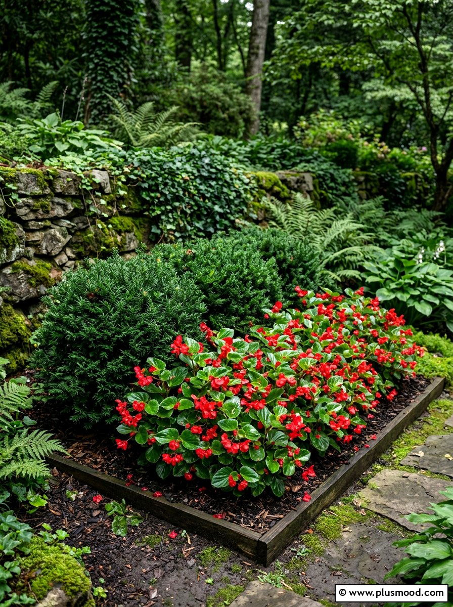 Begonia and yew arrangement - 25 summer evergreen and flower mix ideas