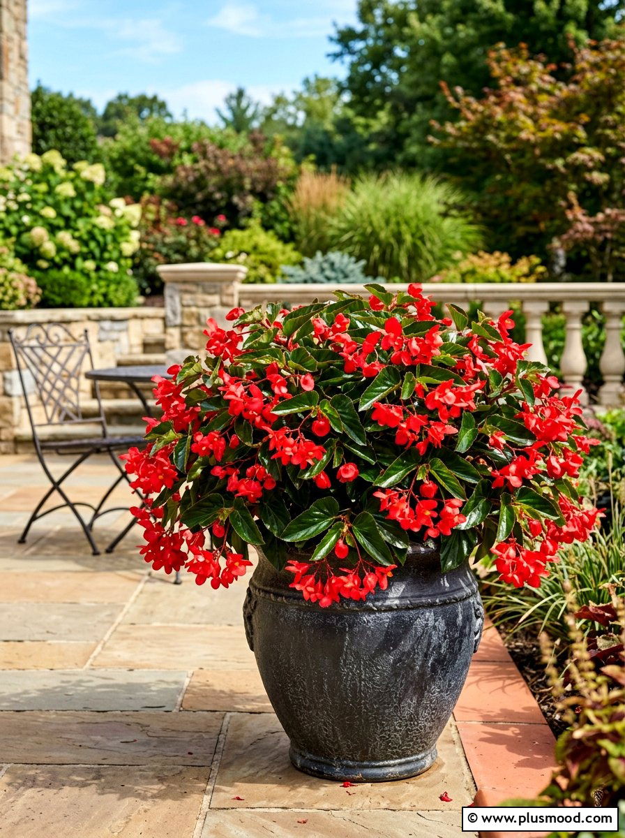 Begonia sun hardy container - 25 summer planter ideas for full sun