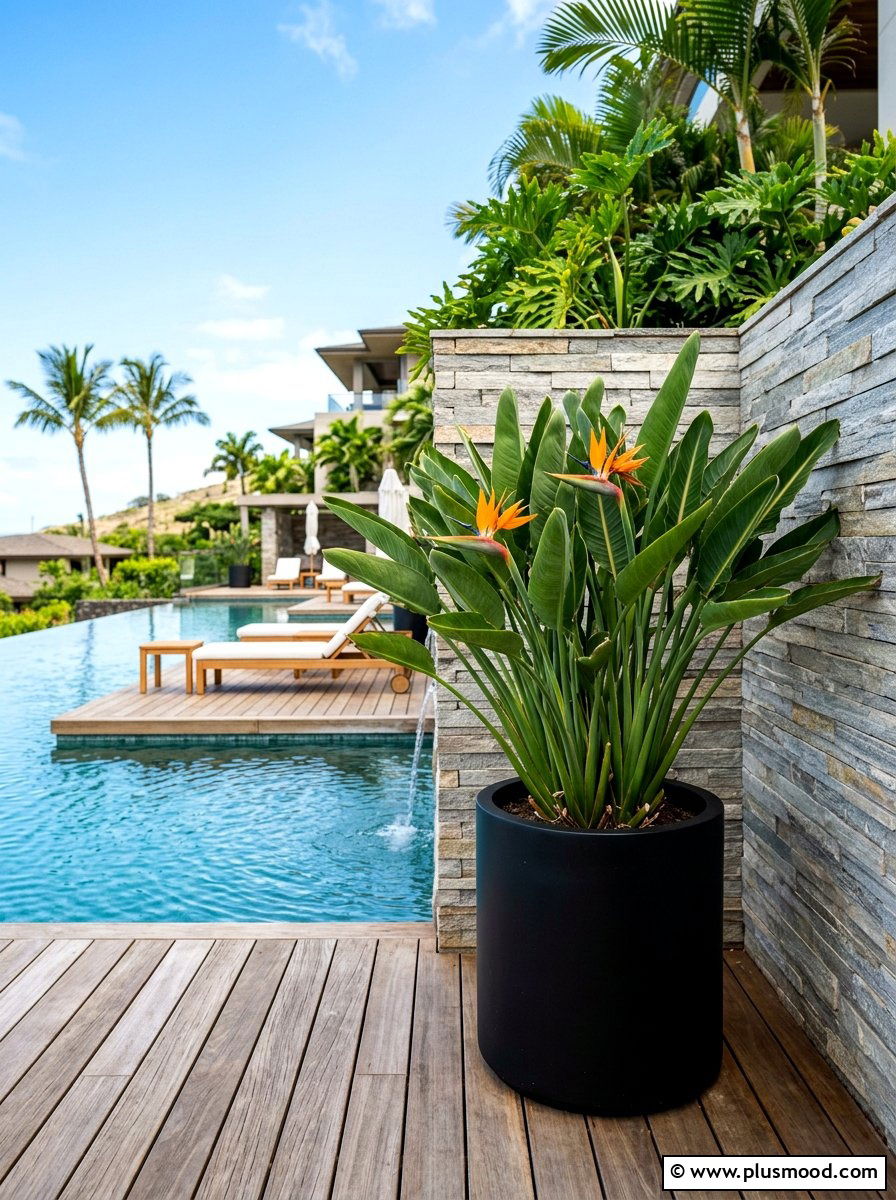 Bird of paradise planter - 25 summer poolside planter ideas