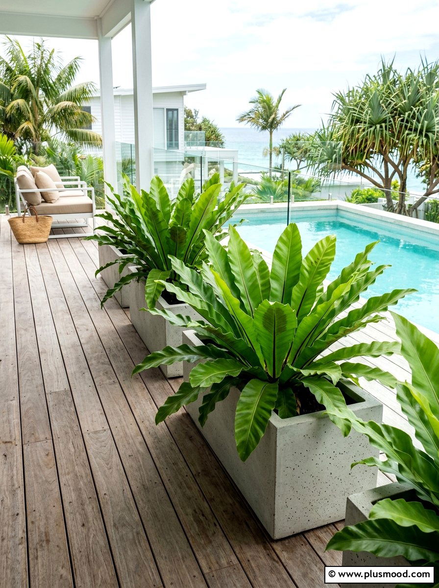 Birds nest fern pool deck - 25 pool landscaping ideas with ferns