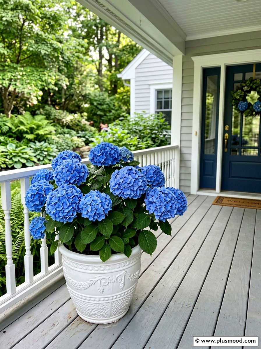 Blue Hydrangea Potted Plant - 25 summer container garden ideas