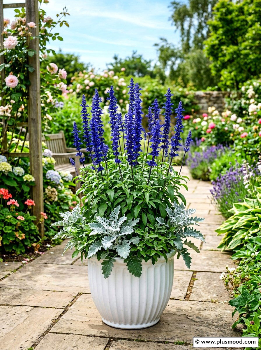 Blue Salvia Planter - 25 late summer planter ideas