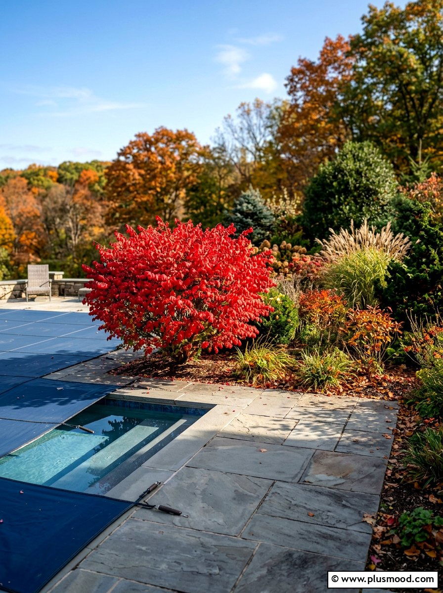 Burning bush autumn color - 25 pool landscaping ideas with shrubs
